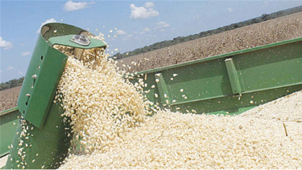 Another Bumper Harvest Beckons