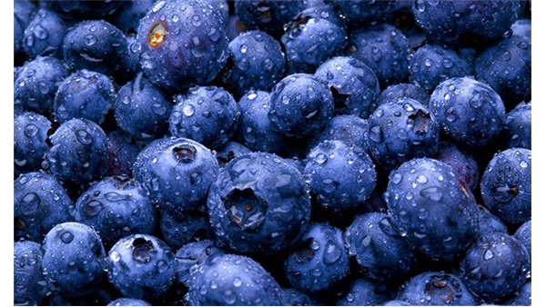 Zim Reclaiming Breadbasket Status . . . As Country Named World No.1 Blueberries Exporter