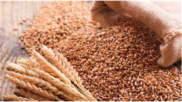 Wheat Condition Impressive Countrywide
