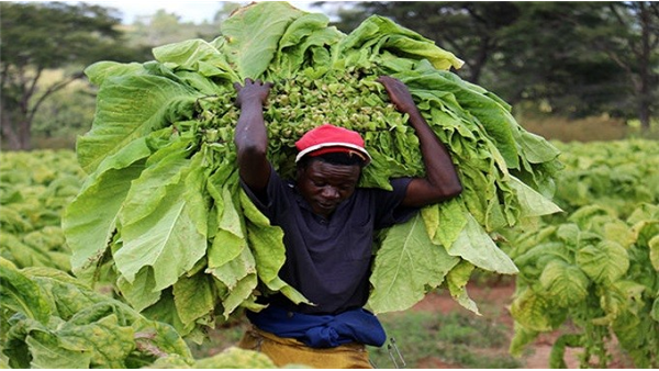 Agriculture Remains Key Income Source for Zimbabwe Despite Challenges: Zimstat Survey